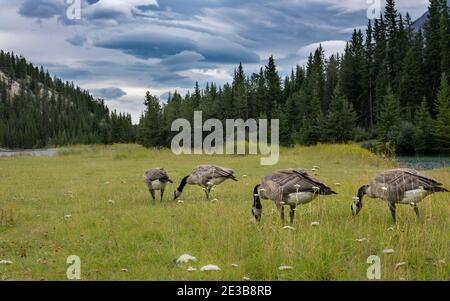 Kanadische Gänse grasen auf der Wiese Stockfoto