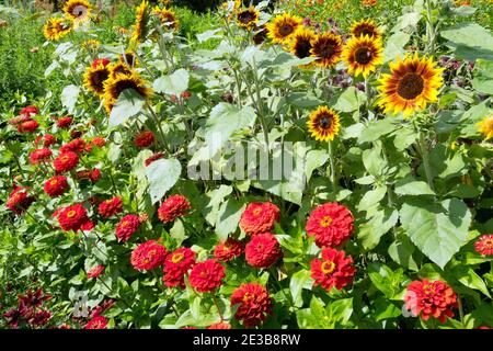 Sonnenblumen wachsen Zinnien jährliche Sonnenblumen Garten Sonnenblumen August blühende Sommer Helianthus annuus blühende Blumen leuchtendes Rot Stockfoto