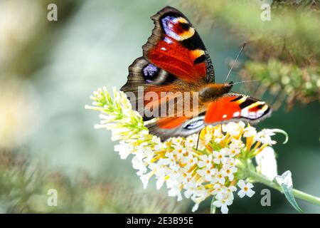 Pfau Schmetterling auf weißen Buddleja Blume Stockfoto
