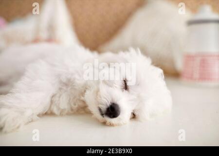 Bichon Frise Welpen Stockfoto