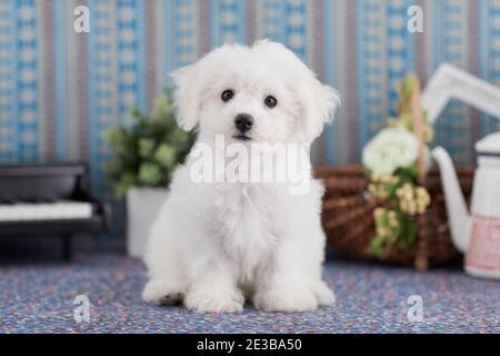 Bichon Frise Welpen Stockfoto