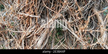 Trockene Zweige verflochten Hintergrund. Holz Wald Twing Textur detailliert. Wald Muster abstrakt verdreht Traube rauh braune Farbe. Holzstruktur Stockfoto