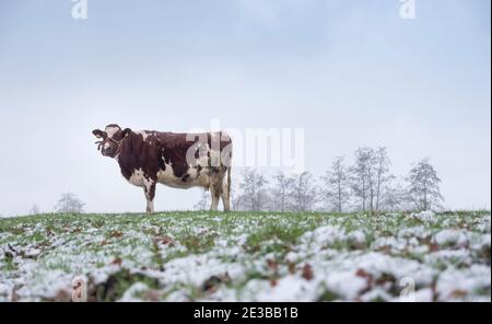 Rot-weiße Kuh auf schneebedeckter Wiese bei utrecht In holland Stockfoto