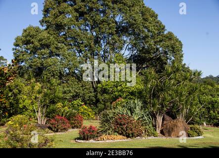 Ein privater australischer Garten, der von einem Wassergummibaum (Kanooka) dominiert wird, Tristaniopsis laurina, mit farbenfrohen Sträuchern und Blumen im Vordergrund. Stockfoto