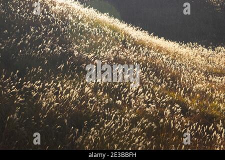 Japanisches Pampagras, Aso, Präfektur Kumamoto, Japan Stockfoto