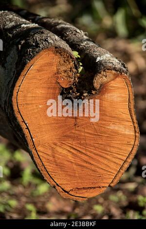 Ein herzförmiger Holzschnitt aus einem Avocado-Baum (Persea americana). Frisch gesägt bei Wartungsarbeiten in einem Obstgarten. Platz für die Botschaft zum Valentinstag. Stockfoto