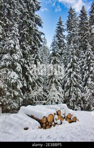 Schneebedeckte Baumstämme nach der Ernte im Winterwald Stockfoto