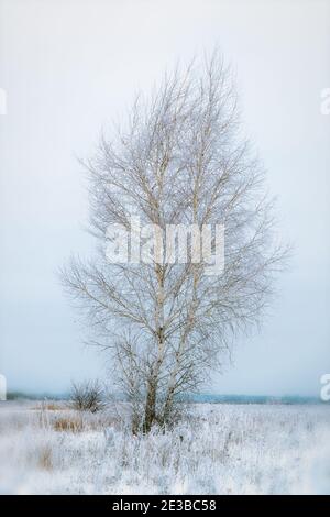 Eine einsame Birke in einem schneebedeckten Feld auf einem wolkiger Tag Stockfoto