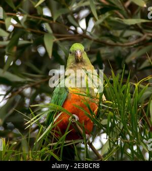 Ein junger männlicher König Papagei (alisterus scapularis), der in einem Baum thront und die Kamera anschaut. Queensland, Australien. Stockfoto