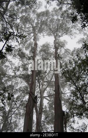 Eukalyptusbäume im subtropischen australischen Tiefland-Regenwald bei nassem und nebeligen Sommerwetter. Tamborine Mountain, Australien. Stockfoto