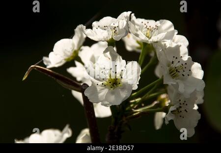 Nashi-Birnenblüte, Pyrus pyrifolia. Weiße Blüten mit dunklem Hintergrund. Privater australischer Garten. Speicherplatz kopieren. Stockfoto