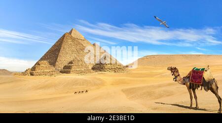 Kamel Blick auf Pyramiden in der Wüste von Gizeh Stockfoto