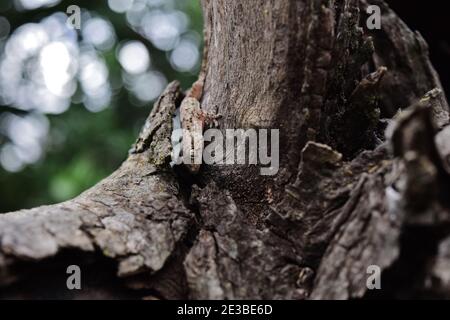 Junger Maurischer Gecko versteckt zwischen Baumrinde und Baumstamm, Maltesische Inseln, Malta Stockfoto