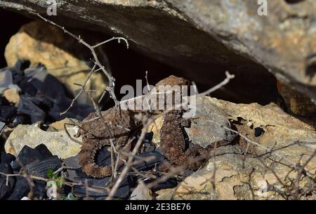 Aufnahme von zwei maurischen Geckos, die sich auf einem Kalksteinfelsen sonnen, Maltesische Inseln, Malta Stockfoto