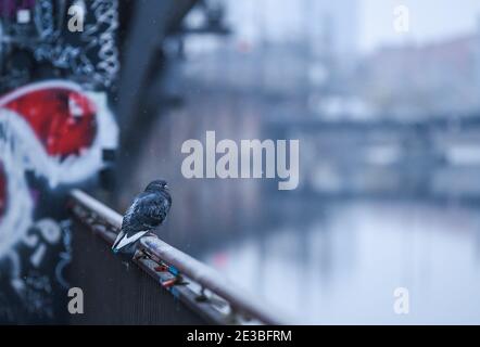 Berlin, Deutschland. Januar 2021. Am Morgen sitzt eine Taube auf einem Geländer an der Spree in Berlin. Quelle: Kira Hofmann/dpa-Zentralbild/dpa/Alamy Live News Stockfoto