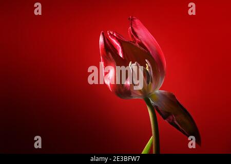 Rote Tulpe mit einem verwelkten Blütenblatt öffnet den Blick auf Stamen und Stempel, dunkelroter Hintergrund, Liebessymbol oder Konzept für Werden und Vergehen, Kopie sp Stockfoto