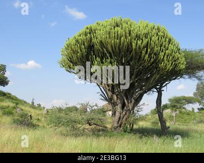 Nahaufnahme eines schönen Kandelaber-Baumes oder eines Nabooms im Serengeti National Park, Tanzan Stockfoto