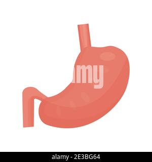 Menschlicher Magen, Organ isoliert auf weißem Hintergrund Stock Vektor Illustration. Medizinisches, anatomisches Konzept, in flacher Ausführung detailliert. Vektorgrafik Stock Vektor