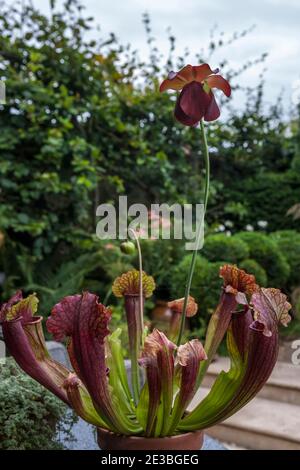 Sarracenia (Trompetenkrug) ist eine fleischfressende Pflanze, die hier als Topfpflanze in einem englischen Garten wächst Stockfoto