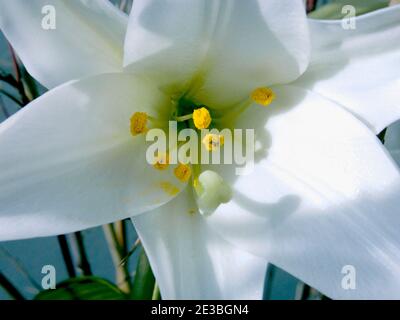 Asiatische Lilie 'White Heaven'. Eine echte longiflorum Hybrid, mit Trompete-förmigen reinen weißen Blüten, die dick und wachsartig sind Stockfoto