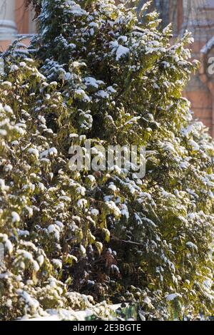 Dicke Zweige der Thuja mit Schnee bedeckt und beleuchtet von Die Wintersonne Stockfoto