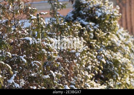 Reihe bestehend aus Thuja mit Schnee bedeckt und beleuchtet von Die Wintersonne Stockfoto