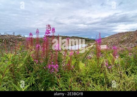 Rosebay Willowhern, Chamerion Angustifolium, in voller Blüte. Stockfoto