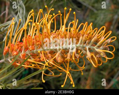 Grevillea Honey Gem, wächst in einem Garten in New South Wales, Australien Stockfoto