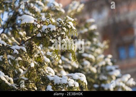 Schöne Thuja Zweig mit Schnee bedeckt mit Winter Bokeh in Der Hintergrund Stockfoto