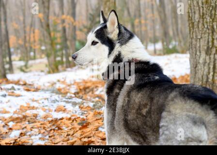Porträt des jungen sibirischen Husky wegschauen Stockfoto