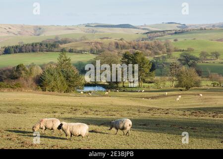 Shropshire Hills Landschaft, Herde von Schafen auf Stiperstones in Shropshire Hills AONB, Großbritannien Stockfoto