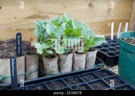 Wachsende Bohne (Fava Bohne) Sämlinge in Toilettenrollen in einem kalten Rahmen. Gemüseanbau im Winter, Großbritannien Stockfoto