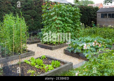 Gemüse wächst in einem großen Gemüsebeet in einem Garten in England, Großbritannien Stockfoto