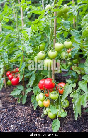 Tomaten wachsen im Freien. Tomatenpflanzen mit reifen, roten Tomaten draußen in einem Garten in England, Großbritannien Stockfoto