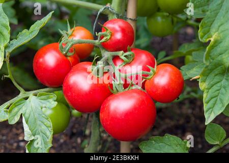 Reife rote Tomaten wachsen auf einer Weinrebe in einem Gemüsegarten, England, Großbritannien Stockfoto