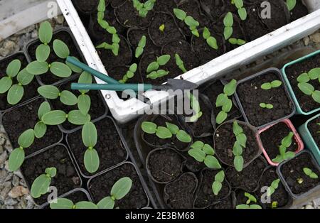 Draufsicht auf Gurkensprossen in Töpfen und Arbeitswerkzeugen. Vintage botanischen Hintergrund mit Pflanzen, Home Hobby Stillleben mit Gartenobjekten und na Stockfoto