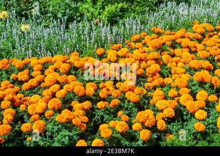 Blumenbeet Grenze von Ringelblumen, die eine gelbe Sommer blühende Pflanze wachsen in einem öffentlichen Park formalen Garten im Juli sind, Stock Foto Bild Stockfoto