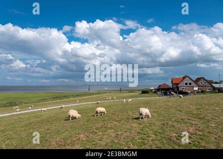 Landschaft mit Salzwiesen und Schafen, Fedderwardersiel, Niedersachsen, Deutschland, Europa Stockfoto