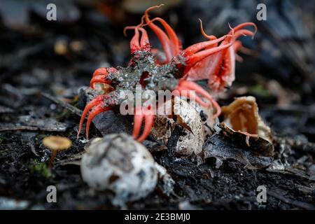 Aseroe rubra (allgemein bekannt als Anemone stinkhorn) Stockfoto