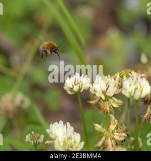 Eine Biene im Flug über weißen Kleeblüten, Nahaufnahme. Stockfoto