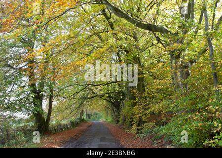 Buche auf einer ruhigen Landstraße in der Nähe von Dinton in Wiltshire. Stockfoto