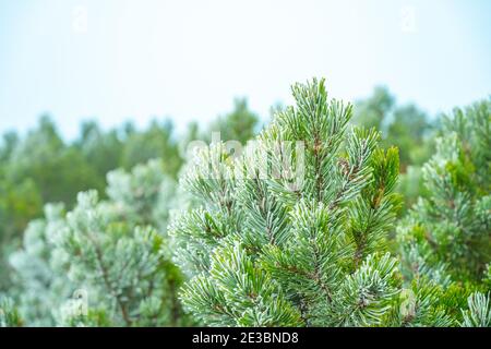 Detailansicht von gefrorenen Nadelzweigen. Fitrst Winter Raureif. Stockfoto