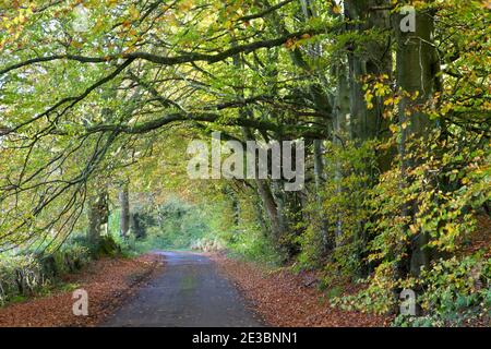 Buche auf einer ruhigen Landstraße in der Nähe von Dinton in Wiltshire. Stockfoto