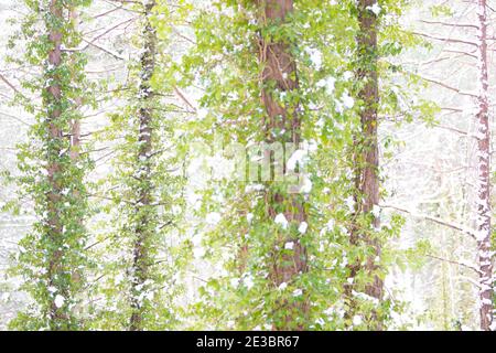 Ivy bedeckte Baumstämme nach einem Schneesturm Stockfoto