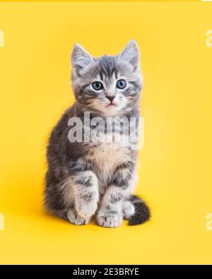 Niedliches Kätzchen auf gelbem Hintergrund. Grau kleine tabby Katze isoliert auf gelbem Hintergrund Stockfoto