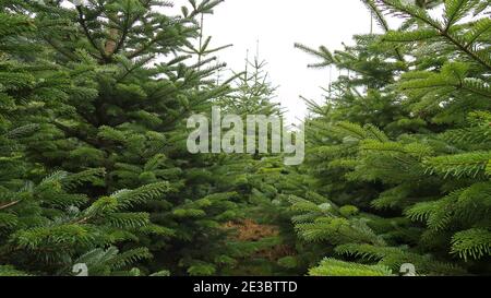 Plantage mit grünen tannen Stockfoto