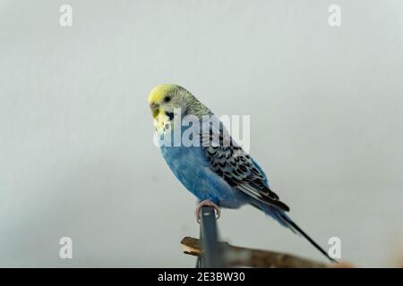 Wellensittich in blau auf Käfig Stockfoto