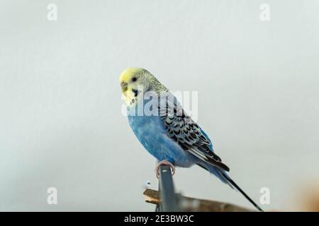 Wellensittich in blau auf Käfig Stockfoto