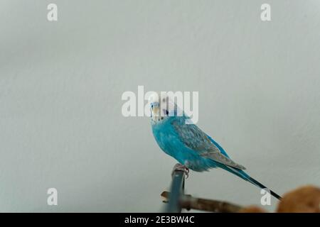 Wellensittich blau männlich allein auf Zweig Stockfoto