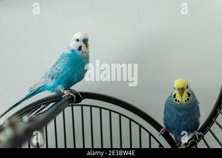 Wellensittich in blau auf Käfig Stockfoto